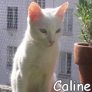 Caline