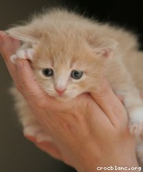 Chaton