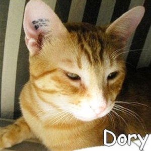 Dory