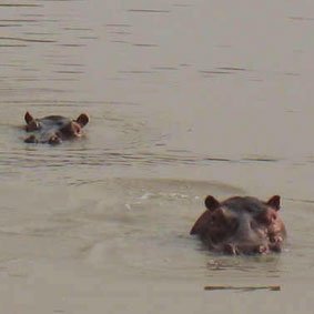 hippopotame