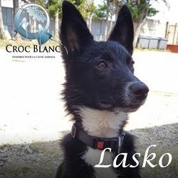site de rencontre pour personne avec chien