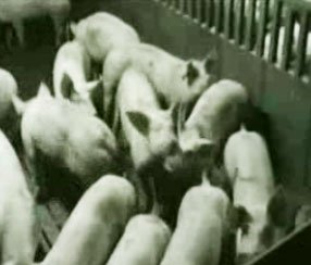 Les cochons
