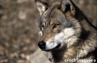 Loup