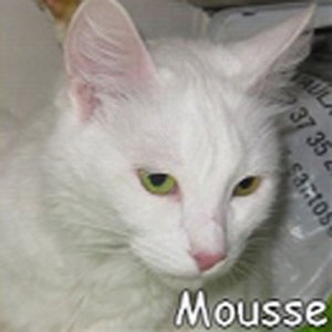 Mousse