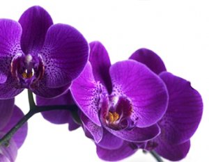 orchidees
