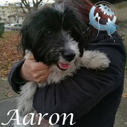 Aaron