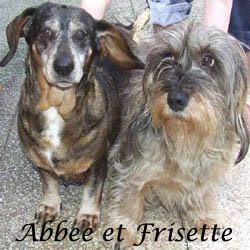abbee frisette