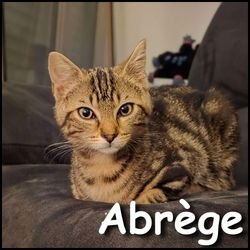Abrege