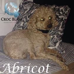 Abricot