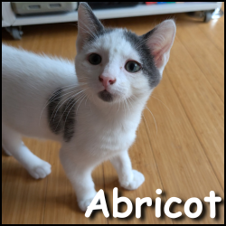Abricot