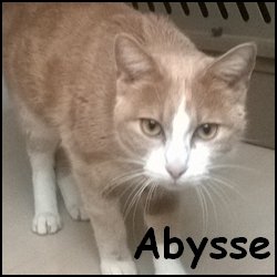 Abysse