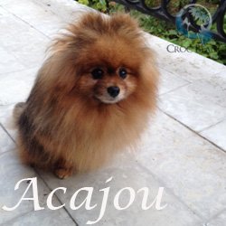 Acajou