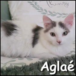 Aglaé