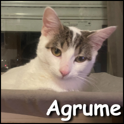 Agrume