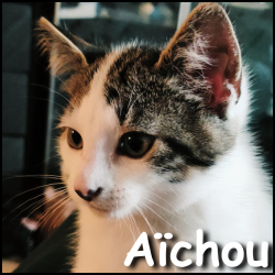 Aichou
