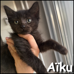 àiku