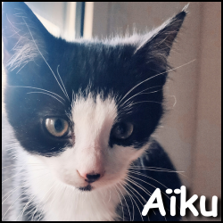 Aiku