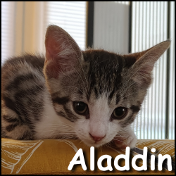 Aladdin