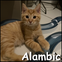 Alambic