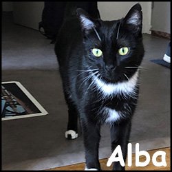 Alba