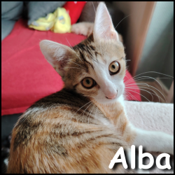 Alba