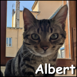 Albert