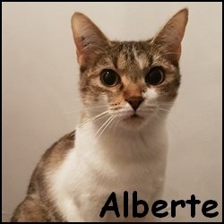 Alberte