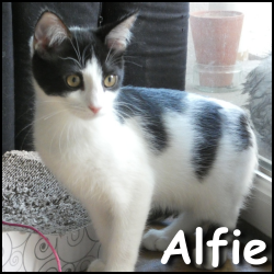Alfie