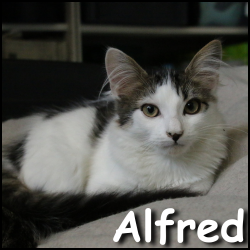 Alfred