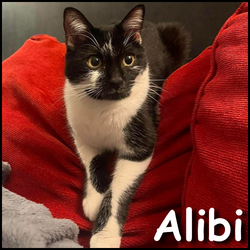 Alibi