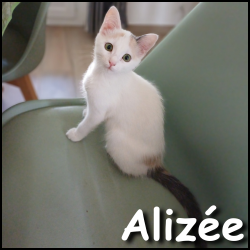 Alizée