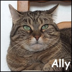 Ally