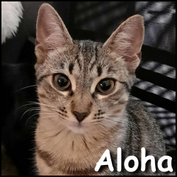 Aloha