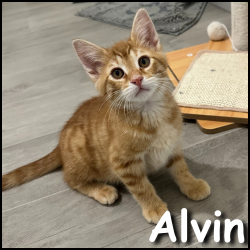 Alvin