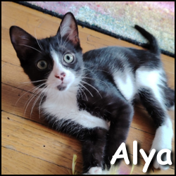Alya