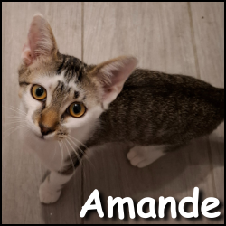 Amande