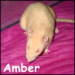 Amber