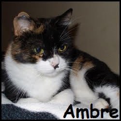 Ambre