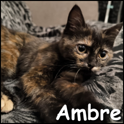 Ambre