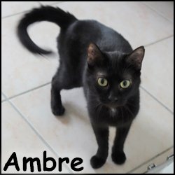 Ambre