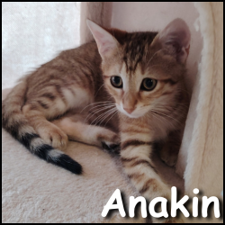 Anakin