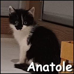 Anatole