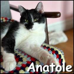 Anatole