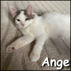 Ange