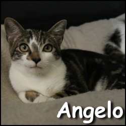 Angelo