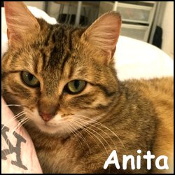 Anita