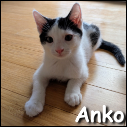 Anko