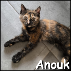 Anouk