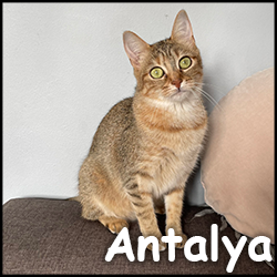 Antalya