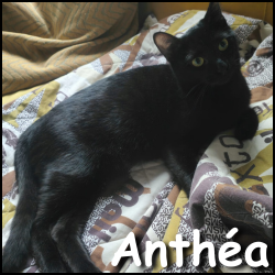 Anthéa